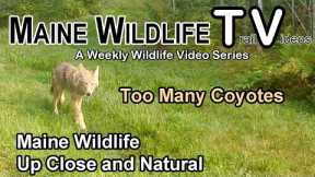 Maine Wildlife | Trail Cam | Deer | Coyote Pack | Bobcat | Fawn | Close Up and Natural