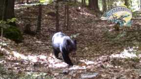 Trail camera footage Deer. bear. Coyote.