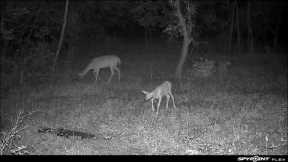 A Busy Night at the Watering Hole! Spypoint Flex Trail Camera Video