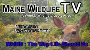 Maine Wildlife/Trail Cam/Deer/Fawn/Turkeys/Close Up and Natural