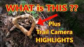 Trail Camera Highlights Plus A Mystery. Check It Out!