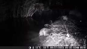 Long video of Beaver Dam construction trail camera by the ultimate Engineers