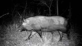 HOGZILLA and other Alabama Wildlife (Trail Camera Videos)