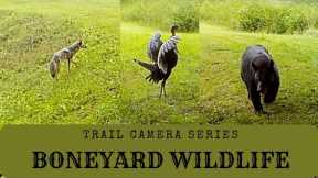 BONEYARD | Trail Camera Wildlife | Nature Video 9 19 23 #nature #wildlife