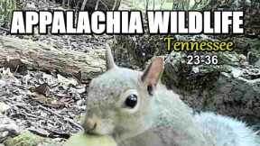 Appalachia Wildlife Video 23-36 from Trail Cameras in the Foothills of the Great Smoky Mountains