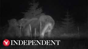 Bear and wolf launch joint attack on moose and calf in trail cam footage