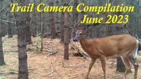 Trail Camera Compilation | June 2023 (Ottawa, Ontario) Larose Forest