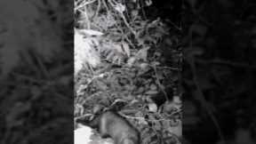 My first time ever Long-tailed Weasel recorded by trail camera #trailcam#weasel