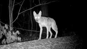 Coyote Kills Young Raccoon (Trail Camera Video)