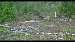 Trail Camera Video – Sept 18, 2023