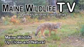 Maine Wildlife/Trail Cam/Coyote/Deer/Fawn/Bucks/Close Up and Natural