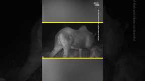 Trail Camera Captures Moment Bear and Moose Battle