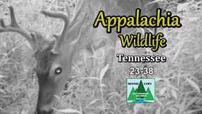 Appalachia Wildlife Video 23-38 from Trail Cameras in the Foothills of the Great Smoky Mountains