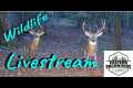 Live DEER and Wildlife In The