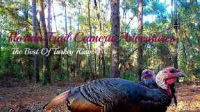 Florida Trail Camera Adventures..Turkey Ridge