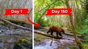 150 Days Of Wildlife Captured On My Trail Camera