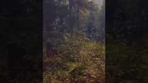 Gigantic Bigfoot Towering Over Trees Moves While Being Filmed on a Trail Camera!