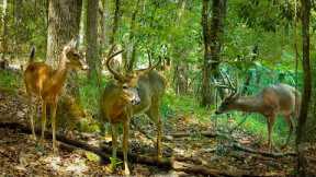 Alabama Deer Trail Camera Videos (Browning Recon Force Elite HP5)