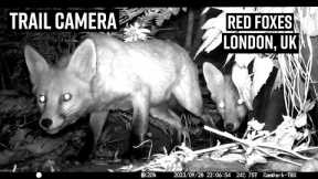 Two Minutes of Red Foxes caught on Trail Camera  - Hackney London