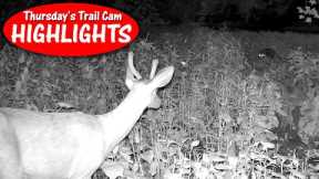 Two Cameras at the Creek Caught a Stare-Down Buck VS Boar: Thursday Trail Cam Highlights 10.5.23