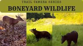 BONEYARD | 2 Hours Of Trail Camera Wildlife | Nature Video 10 26 23 #nature  #wildlife