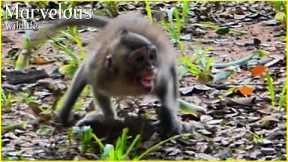 The reason Jazzy & Brighten monkey do not match until Teresa & Brianna chase Jazzy, Jazzy s+ues Jane