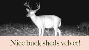 Trail cam footage set to relaxing music | Buck sheds his velvet on camera!