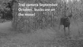 Trail cam September October BIG BUCKS 2023