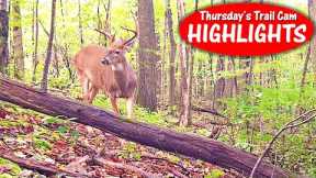 Big Buck Rodeo! Public Land Bears, Bobcat, Turkeys and More: Thursday Trail Cam Highlights 10.12.23