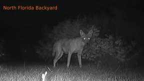 Backyard Wildlife TV  S3:E1 - Trail Camera Pickup - Fall Is In The Air and The Wildlife Has Returned