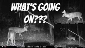 TRAIL CAM DETECTIVE: I told a client when to take days off by watching 2 trail cameras!