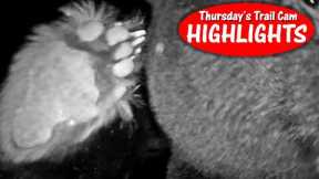 HuntingFarmer VS Black Bear! Best Camera Position WINS: Thursday Trail Cam Highlights 11.30.23
