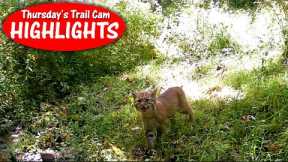 Bobcat Kitten Meows, No Stripe Skunk, Wet OWL and  Hawk: Thursday's Trail Cam Highlights 11.2.23