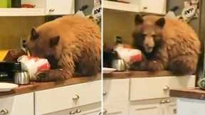 Brown Bear Breaks Into 63-Year-Old Man's House and Does This!