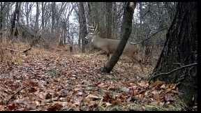 Jaw-Dropping Trail Cam Footage: Did this HUGE 8 Point Buck Just Get Shot on Private Property?