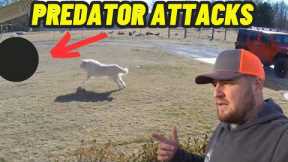 GIANT GUARD DOG CHASES OFF PREDATOR AFTER DEADLY ATTACK CAUGHT ON SECURITY CAMERA