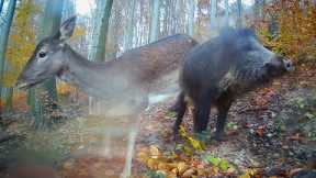 WILD ANIMALS in the FOREST on december 2023 / Trail Camera