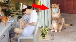 Funniest ANIMALS VS HUMANS Caught On Security Cameras And CCTV