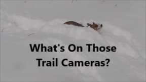 What's On Those Trail Cameras?