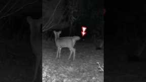 Heart-pounding footage: is this young deer facing danger? Trail Camera exposes the Truth! #trailcam