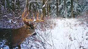Flintlock Rifle Deer Hunting 2024 - Bucks In The Snow - The Big Buck On Trail Camera! Pennsylvania