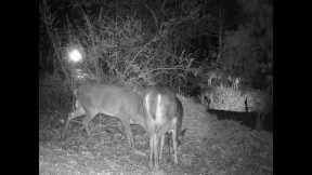 Enough Deer to trigger three trail cameras!