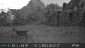 Deer Video Only Edit GardePro A3 Trail Camera 3 of 8 FR15 Côtes d'Armor,  Brittany, France