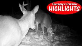 Deer ENCOUNTERS Skunk,  Half Shed Bucks, Bobcat, Chipmunk: Thursday Trail Cam Highlights 2.29.24