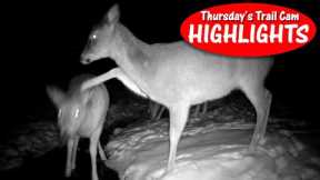 I'll Whack You! Fight Over Water, Buck Chase Grunts: Thursday Trail Cam Highlights 2.8.24