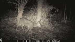 Trail Camera wildlife highlights - 10/02/2024