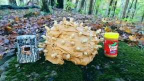 Trail Camera: Leaving a PEANUT BUTTER Mountain in the Woods