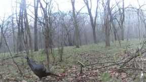 Trail Camera # 10 Footage 2/16/2024 to 3/7/2024