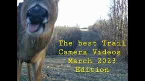 The Best Trail Camera Videos 3-23-2023 Edition.   Trailcamology