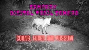 Foxes and Coons come out.  Trail Camera at Moms Night 2 Campark Trail Camera April 2024